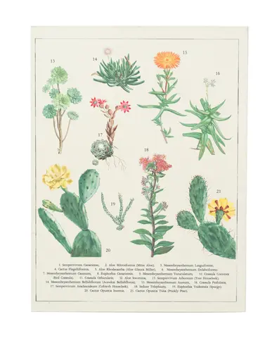 Comprar Carpeta A5 Con Pinza Botanical Cacti Kokonote 