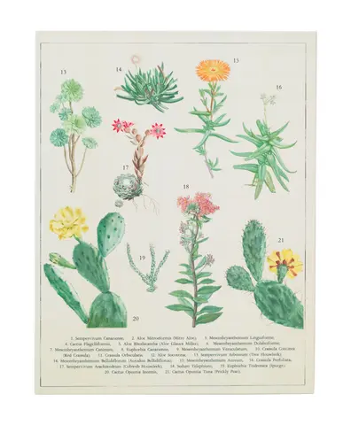 Comprar Carpeta A4 Con Pinza Botanical Cacti Kokonote 