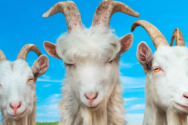 Comprar Goat Simulator 3 Edición Pre Udder - Limitada, PC, PS5, Xbox One, Xbox Series